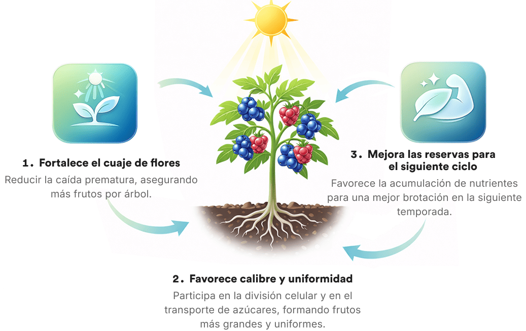 img como actua bioboro2