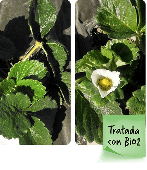 img resultados vital (1)