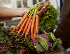 img rotacion de cultivos